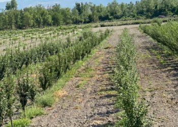 Firdovsi Əliyev: Bəzi rayonlarda aqrobağların vəziyyəti qənaətbəxş deyil.