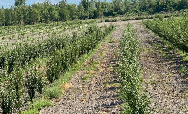 Firdovsi Əliyev: Bəzi rayonlarda aqrobağların vəziyyəti qənaətbəxş deyil.