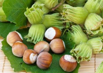 Azərbaycandan fındıq ixracına möhtəkirlər mane olur…