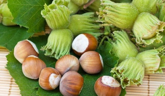 Azərbaycandan fındıq ixracına möhtəkirlər mane olur…