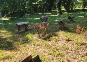 Bu cənnət guşəsini görməyə dəyər… Həm zövq,həm istirahət… VİDEO.